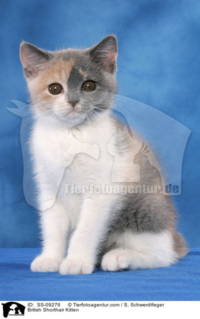 Britisch Kurzhaar Ktzchen / British Shorthair Kitten / SS-09276