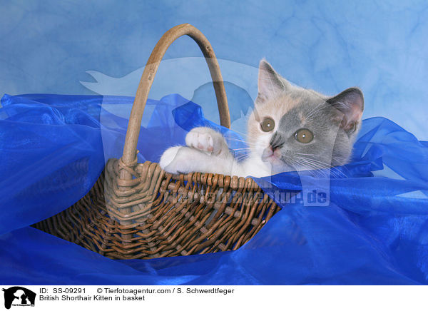 Britisch Kurzhaar Ktzchen in Krbchen / British Shorthair Kitten in basket / SS-09291