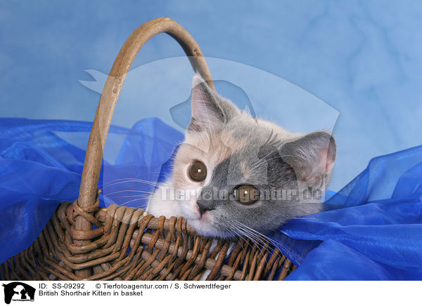 Britisch Kurzhaar Ktzchen in Krbchen / British Shorthair Kitten in basket / SS-09292