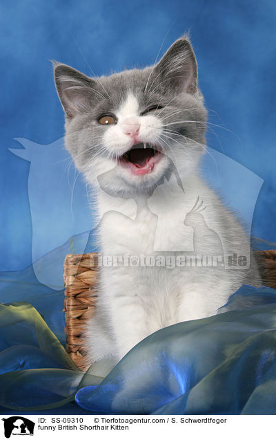 ghnendes Britisch Kurzhaar Ktzchen / funny British Shorthair Kitten / SS-09310