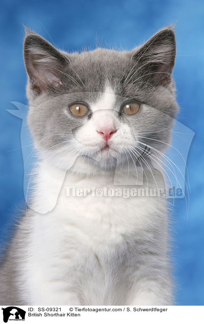 British Shorthair Kitten / SS-09321