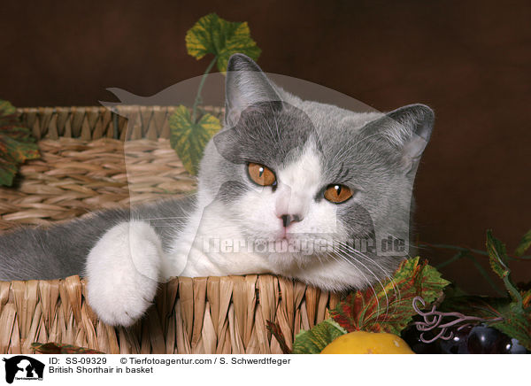 Britisch Kurzhaar im Krbchen / British Shorthair in basket / SS-09329