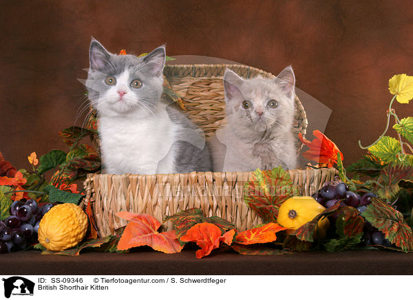 Britisch Kurzhaar Ktzchen / British Shorthair Kitten / SS-09346