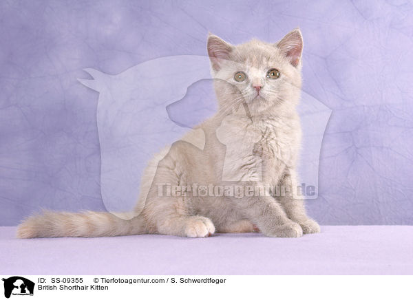 Britisch Kurzhaar Ktzchen / British Shorthair Kitten / SS-09355