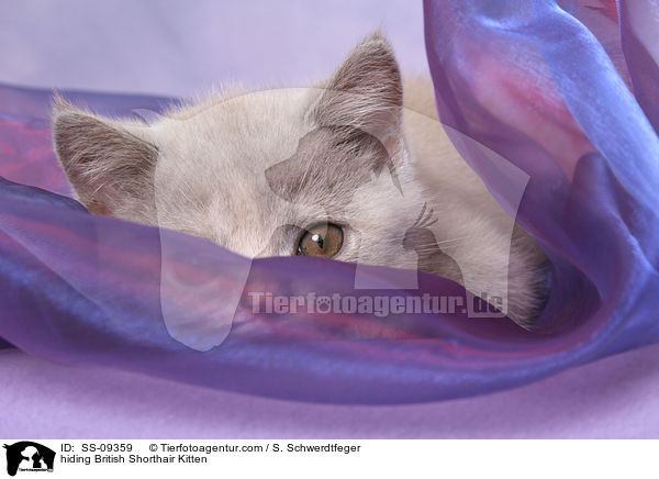 Britisch Kurzhaar Ktzchen versteckt sich / hiding British Shorthair Kitten / SS-09359