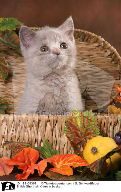 British Shorthair Kitten in basket / SS-09368