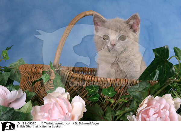 Britisch Kurzhaar Ktzchen in Krbchen / British Shorthair Kitten in basket / SS-09375
