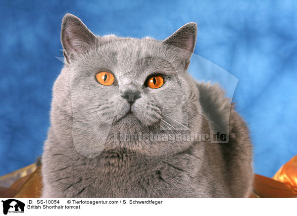 British Shorthair tomcat / SS-10054