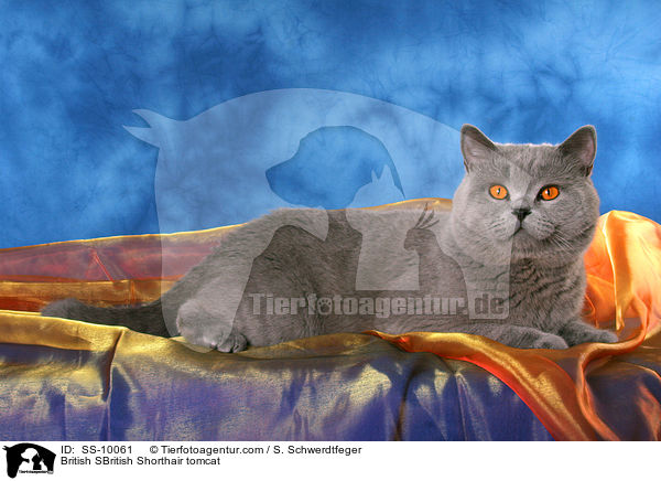 British SBritish Shorthair tomcat / SS-10061