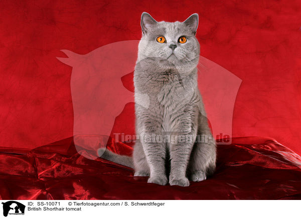British Shorthair tomcat / SS-10071