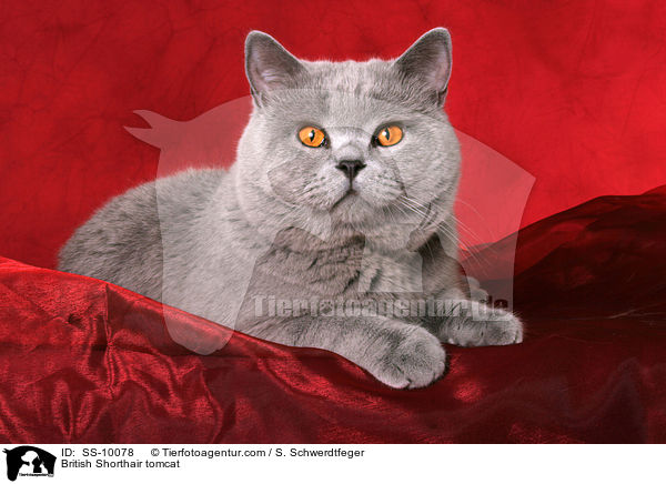 Britisch Kurzhaar Kater / British Shorthair tomcat / SS-10078
