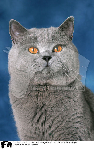 British Shorthair tomcat / SS-10080