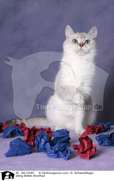 sitzende Britisch Kurzhaar / sitting British Shorthair / SS-10087