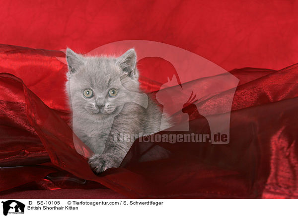 British Shorthair Kitten / SS-10105
