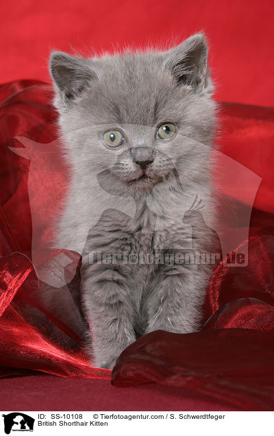 British Shorthair Kitten / SS-10108