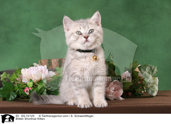 Britisch Kurzhaar Ktzchen / British Shorthair Kitten / SS-10125