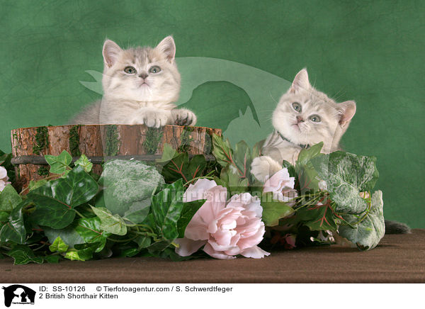 2 Britisch Kurzhaar Ktzchen / 2 British Shorthair Kitten / SS-10126