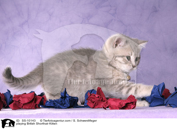 spielendes Britisch Kurzhaar Ktzchen / playing British Shorthair Kitten / SS-10143