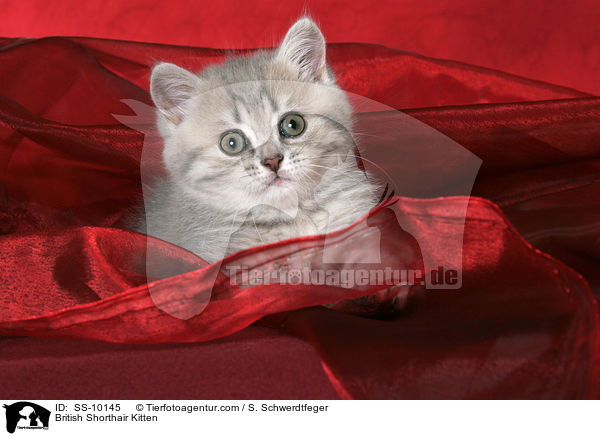 Britisch Kurzhaar Ktzchen / British Shorthair Kitten / SS-10145