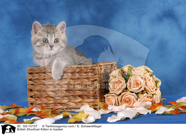 British Shorthair Kitten in basket / SS-10157