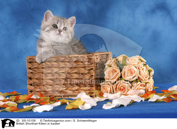 Britisch Kurzhaar Ktzchen in Krbchen / British Shorthair Kitten in basket / SS-10158