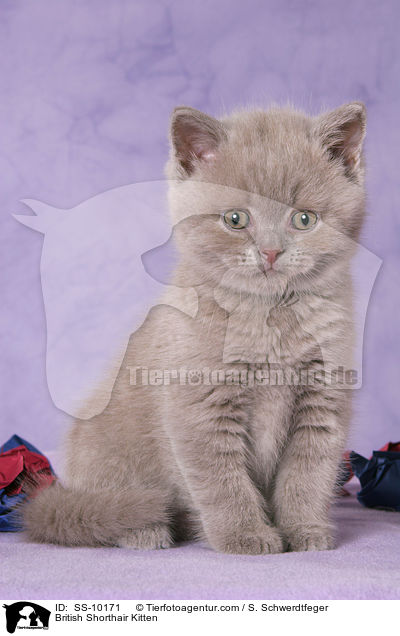 Britisch Kurzhaar Ktzchen / British Shorthair Kitten / SS-10171