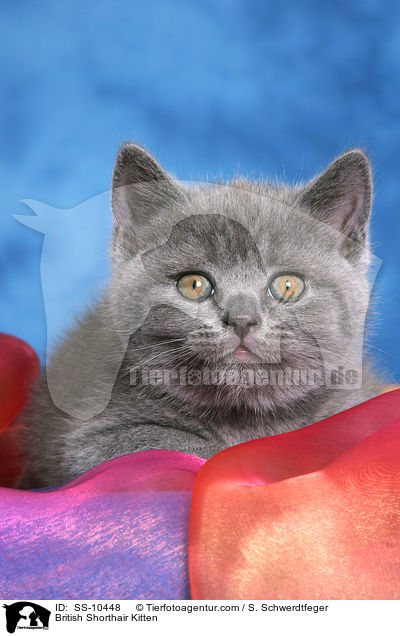 British Shorthair Kitten / SS-10448