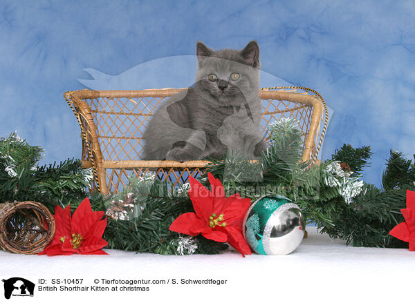 Britisch Kurzhaar Ktzchen zu Weihnachten / British Shorthair Kitten at christmas / SS-10457