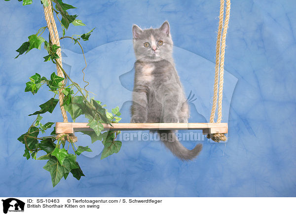 British Shorthair Kitten on swing / SS-10463