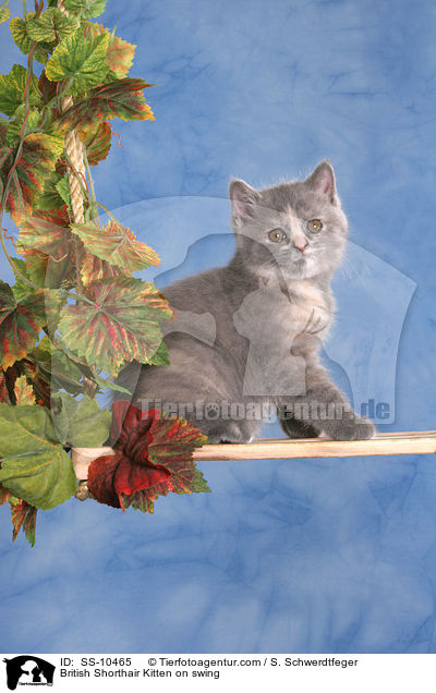 Britisch Kurzhaar K�tzchen auf Schaukel / British Shorthair Kitten on swing / SS-10465