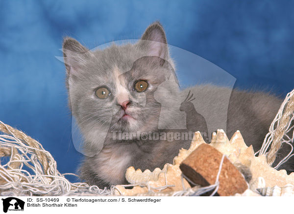 Britisch Kurzhaar Ktzchen / British Shorthair Kitten / SS-10469