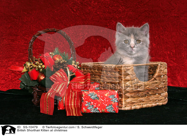 British Shorthair Kitten at christmas / SS-10479