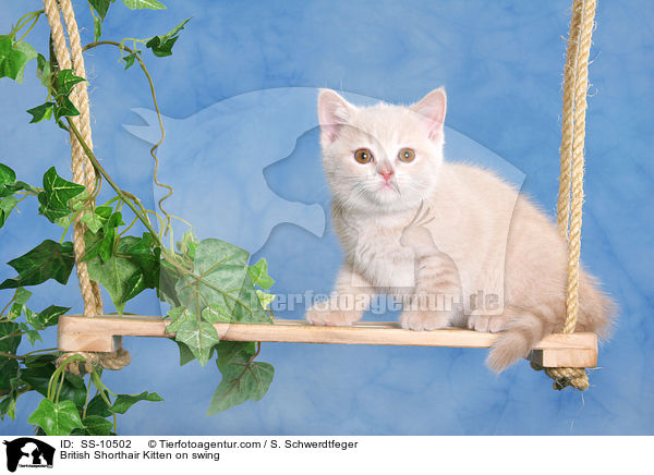 Britisch Kurzhaar Ktzchen auf Schaukel / British Shorthair Kitten on swing / SS-10502