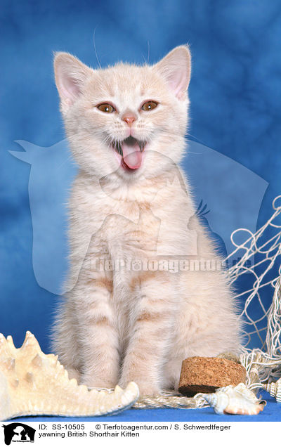 ghnendes Britisch Kurzhaar Ktzchen / yawning British Shorthair Kitten / SS-10505
