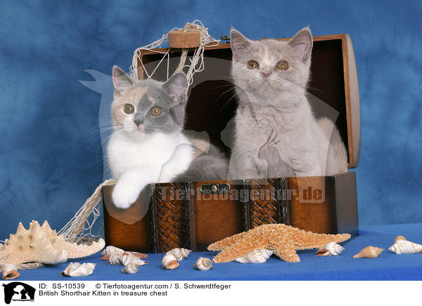 Britisch Kurzhaar Ktzchen in Schatztruhe / British Shorthair Kitten in treasure chest / SS-10539