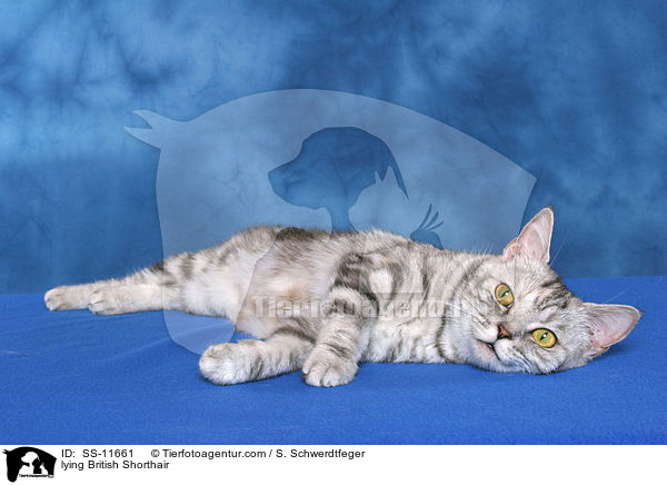 liegende Britisch Kurzhaar / lying British Shorthair / SS-11661