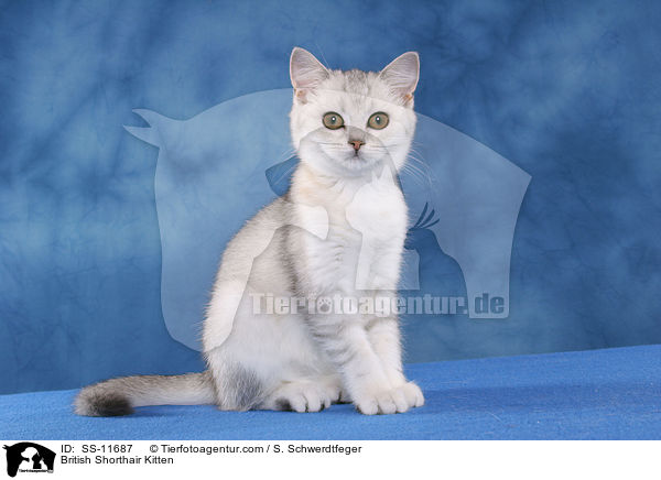 Britisch Kurzhaar Ktzchen / British Shorthair Kitten / SS-11687