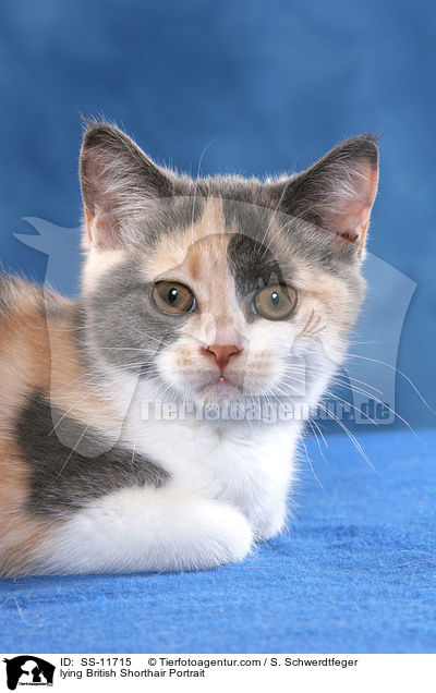 liegendes Britisch Kurzhaar Portrait / lying British Shorthair Portrait / SS-11715