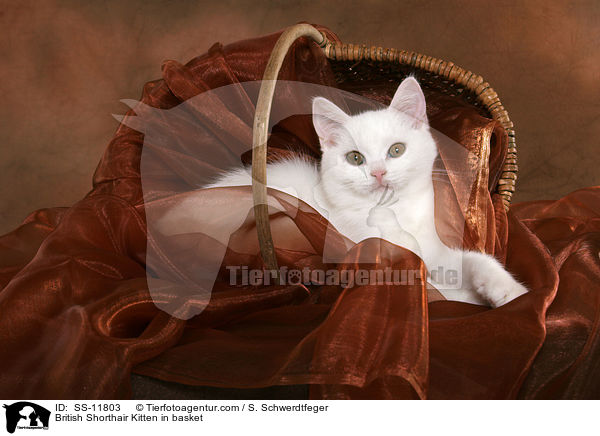 Britisch Kurzhaar Ktzchen im Krbchen / British Shorthair Kitten in basket / SS-11803
