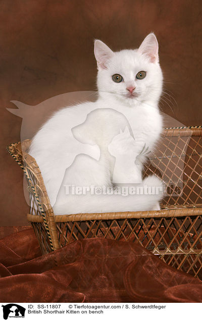 Britisch Kurzhaar Ktzchen auf Bank / British Shorthair Kitten on bench / SS-11807