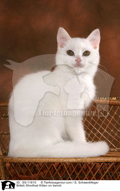 Britisch Kurzhaar Ktzchen auf Bank / British Shorthair Kitten on bench / SS-11810