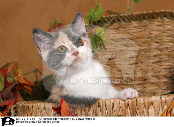 Britisch Kurzhaar Ktzchen in Krbchen / British Shorthair Kitten in basket / SS-11945