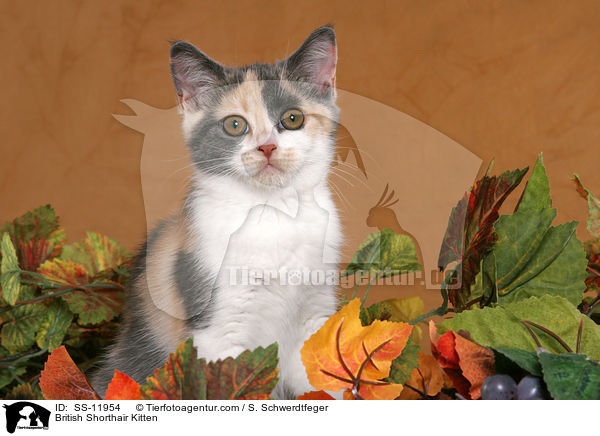 Britisch Kurzhaar Ktzchen / British Shorthair Kitten / SS-11954