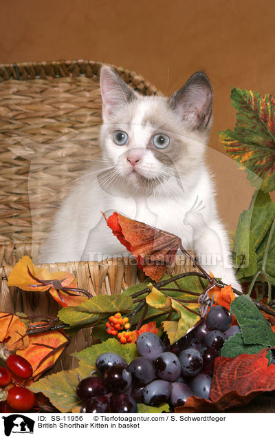 Britisch Kurzhaar Ktzchen in Krbchen / British Shorthair Kitten in basket / SS-11956