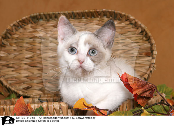Britisch Kurzhaar Ktzchen in Krbchen / British Shorthair Kitten in basket / SS-11958