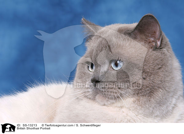 Britisch Kurzhaar Portrait / British Shorthair Portrait / SS-13213
