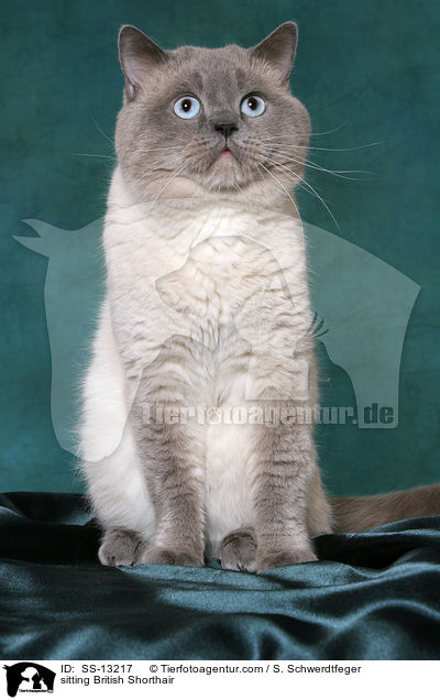 sitzende Britisch Kurzhaar / sitting British Shorthair / SS-13217