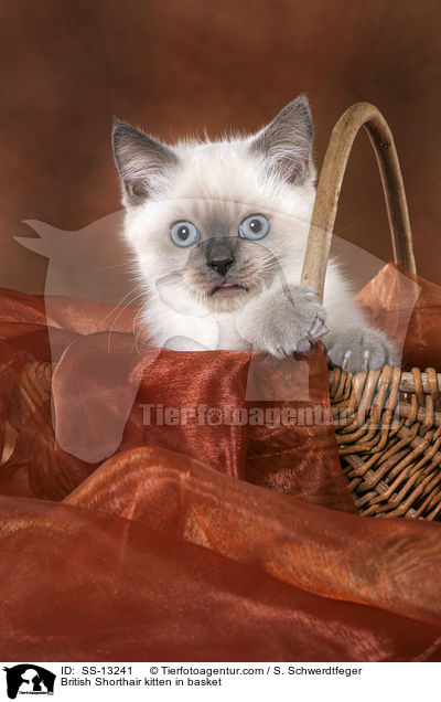 Britisch Kurzhaar Ktzchen im Krbchen / British Shorthair kitten in basket / SS-13241