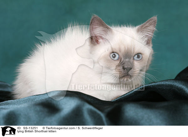 liegendes Britisch Kurzhaar Ktzchen / lying British Shorthair kitten / SS-13251