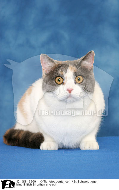liegende Britisch Kurzhaar Katze / lying British Shorthair she-cat / SS-13260